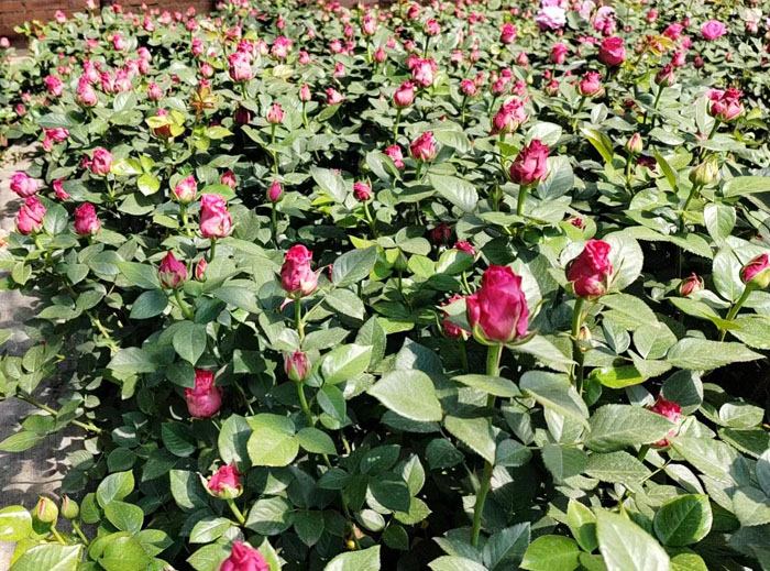 月季花养殖的光照要求